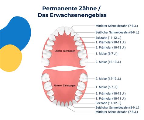 Schema des Zahnwechsels mit den Phasen und den durchbrechenden Zähnen
