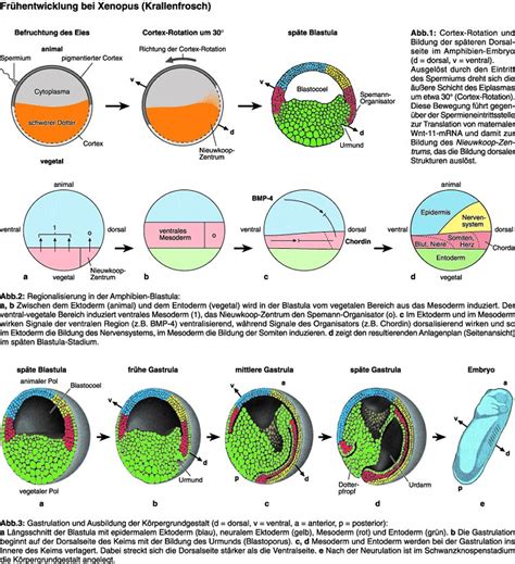 Schema des Dottersacks und seiner Funktion während der Embryonalentwicklung