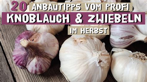 Infografik mit den wichtigsten Nährstoffen von Zwiebeln und Knoblauch