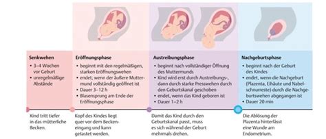 Infografik: Phasen der Geburt (Eröffnungsphase, Austreibungsphase, Nachgeburtsphase)