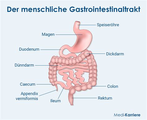 Schema der Säurebindung durch Magaldrat im Magen