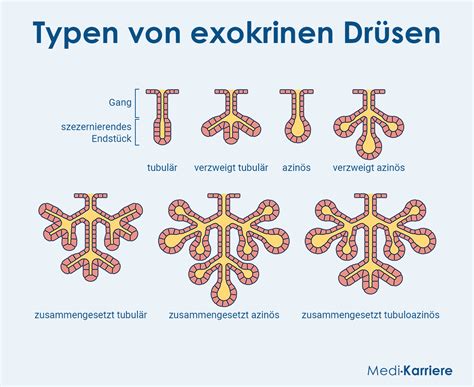 Schema des weiblichen Brustkorbs mit Hervorhebung der Milchgänge und Drüsen