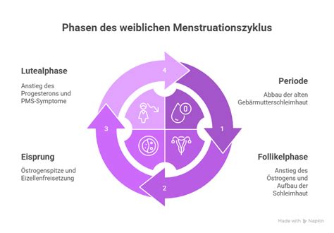 Übersicht der weiblichen Sexualhormone und ihrer Funktionen im Zyklus.