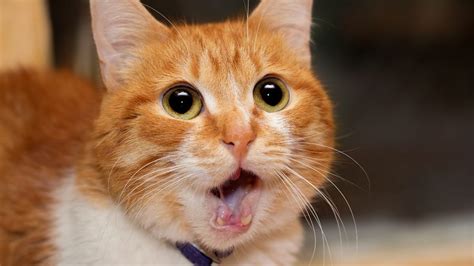 Eine Katze, die nachts laut miaut, kann viele Gründe haben.