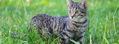 Eine belebte Katze am Tag ist eine ruhige Katze in der Nacht.