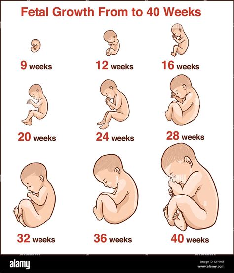 Schema der Entwicklung eines Babys in der 24. Schwangerschaftswoche, mit Fokus auf Sinnesorgane und Knochenentwicklung.