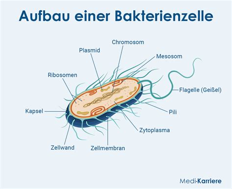 Grafik, die den Säureangriff auf den Zahnschmelz durch Bakterien und Zucker zeigt