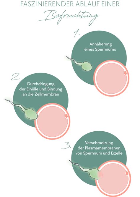 Infografik: Zeitstrahl von der Befruchtung bis zum ersten Arztbesuch nach positivem Schwangerschaftstest