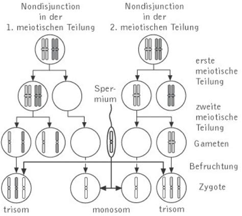 Schema der Chromosomenverteilung bei Meiose und Trisomie 21