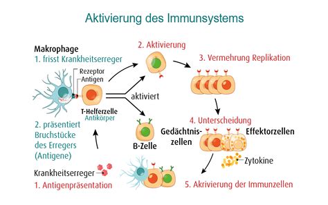 Schema des Immunsystems, das die Schilddrüse angreift