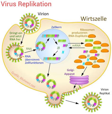 Schema der Virusreplikation in einer Wirtszelle