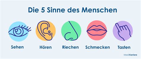 Grafik, die das Zusammenspiel von Sinneswahrnehmung und Bewegung bei Babys darstellt