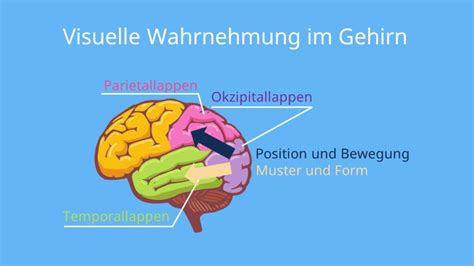 Schema der visuellen Wahrnehmung eines Neugeborenen mit Fokus auf die optimale Sehentfernung