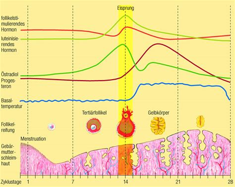 Darstellung der Veränderungen des Zervixschleims im Menstruationszyklus, von dickflüssig nach der Periode über klar und spinnbar vor dem Eisprung bis hin zu wieder dickflüssig nach dem Eisprung.
