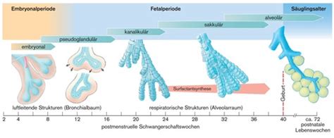Schema der Lungenentwicklung bei Neugeborenen und die Rolle von Katecholaminen und Surfactant