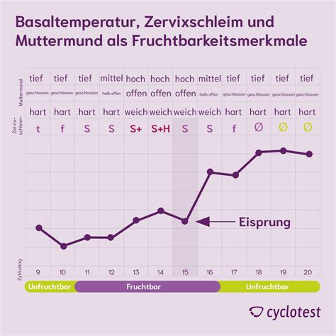 Schema der symptothermalen Methode mit Zervixschleim und Basaltemperatur