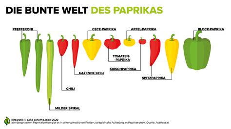 Infografik: Reifegrade und Farben von Paprika