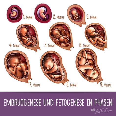 Grafik, die das Geschlechterverhältnis von Embryonen und Föten im Verlauf der Schwangerschaft darstellt, basierend auf verschiedenen Untersuchungsmethoden (künstliche Befruchtung, Gewebeproben, Abtreibungen, Fehlgeburten).