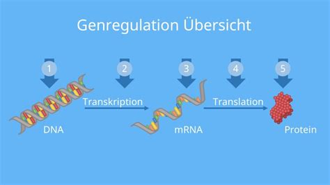 Grafik, die den Prozess der Genregulation durch Histonmodifikationen veranschaulicht.