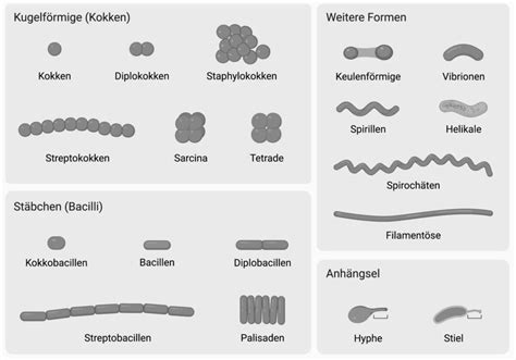 Schema der morphologischen Merkmale von Campylobacter-Bakterien: gramnegative Stäbchen mit spiral- oder S-förmiger Gestalt