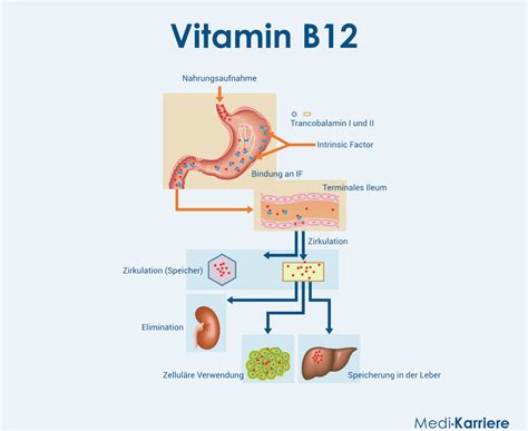 Grafik, die den täglichen Vitamin B12-Bedarf für verschiedene Altersgruppen und bei Schwangerschaft/Stillzeit darstellt.