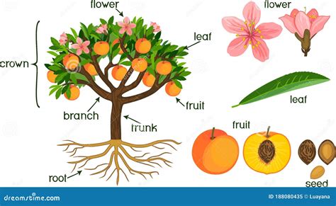 Illustration eines Pfirsichbaums mit seinen charakteristischen Blättern und Blüten