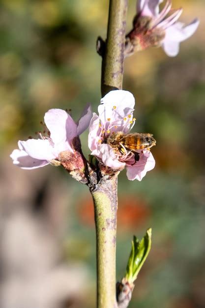 Nahaufnahme einer Biene auf einer Pfirsichblüte