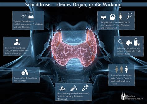 Schema der Schilddrüse und ihre Funktion im Körper