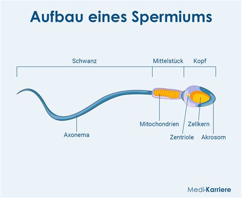 Infografik zur Beweglichkeit von Spermien (WHO-Kategorien)