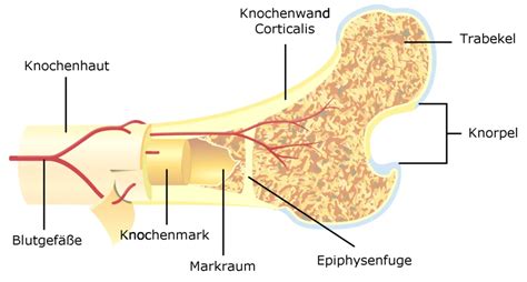 Illustration der Knochenstruktur mit Hervorhebung von Calcium fluoratum als Baustein.