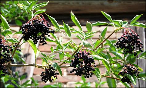 bild von reifen holunderbeeren am strauch