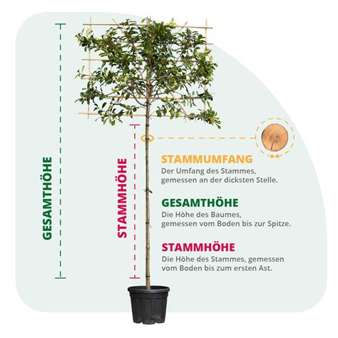 Visualisierung der Muttermunddilatation von 2 cm auf 10 cm