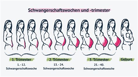 Grafik, die die Entwicklung der Kindsbewegungen über die Schwangerschaftswochen zeigt