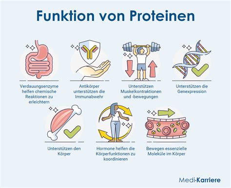 Schema der Östrogenrezeptoren im Körper und ihre Funktion