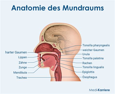 Schema der anatomischen Lage des Lippenbändchens im Mundraum