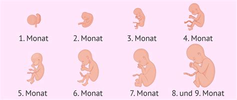 Entwicklung des Babys in den ersten 9 Schwangerschaftswochen