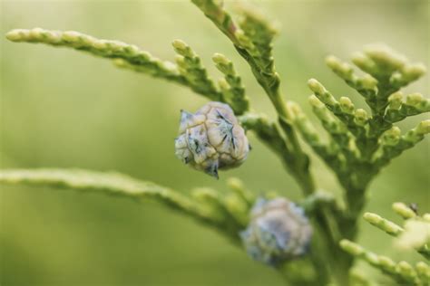 Schema zur Unterscheidung von Thuja occidentalis und Thuja orientalis anhand ihrer Früchte.