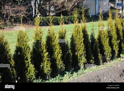 Illustration einer Thuja-Hecke im Garten.