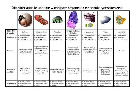 Übersicht über die verschiedenen Chromosomenanomalien und ihre Auswirkungen