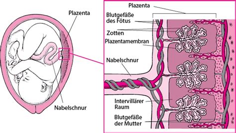 Infografik: Vergleich von Plazenta-, Muttermilch- und Eigenurin-Nosoden