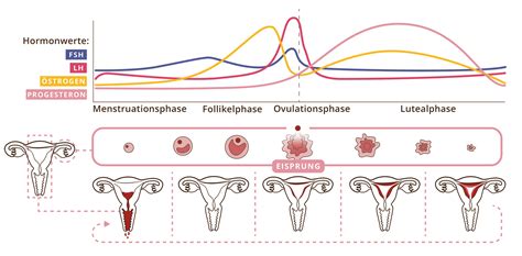 Schema des Fruchtbarkeitsfensters einer Frau im Menstruationszyklus