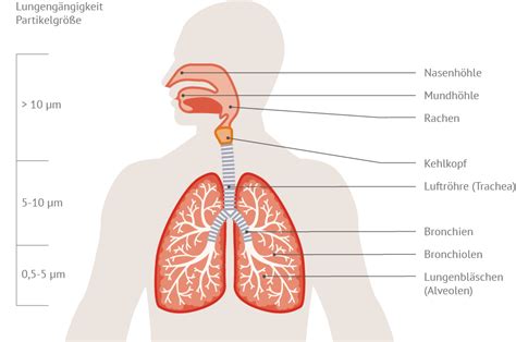 Schema der Atemwege mit Hervorhebung der Nasennebenhöhlen