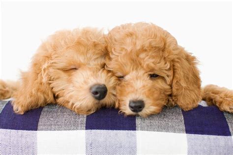 Babys fühlen sich pudelwohl in der Bio-Baumwoll-Kollektion von Lidl Österreich