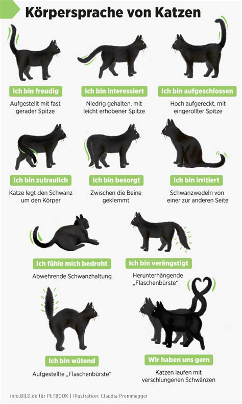 Illustration, die die Risiken einer Vitamin-Überdosierung bei Katzen zeigt