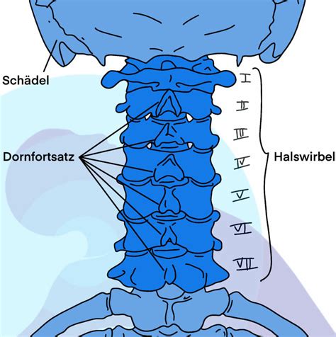 Illustration der Halswirbelsäule mit Hervorhebung der sieben Halswirbel
