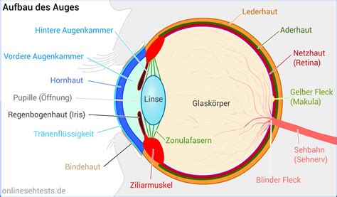 Schema des menschlichen Auges mit Hervorhebung der Bindehaut