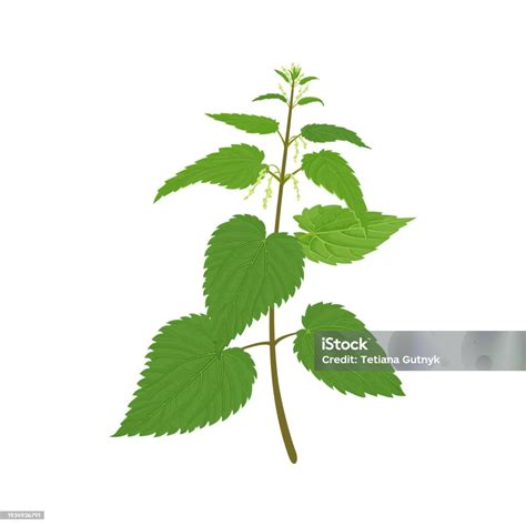 Illustration einer Brennnesselpflanze mit ihren charakteristischen Brennhaaren