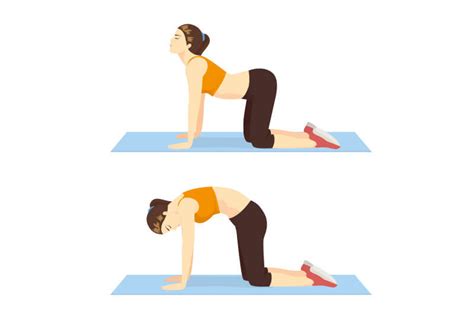 Illustration der Katze-Kuh-Yoga-Übung für Schwangere