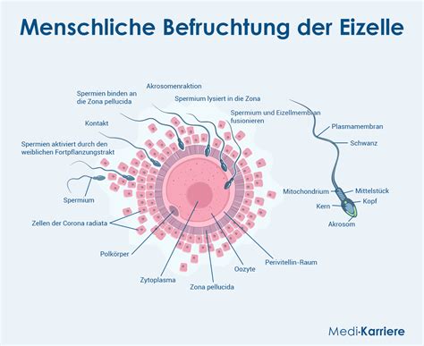 Infografik, die die Lebensdauer von Spermien und Eizelle vergleicht.