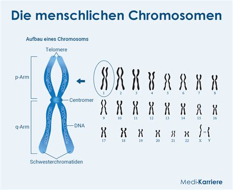 Schema der Chromosomen und ihre Struktur